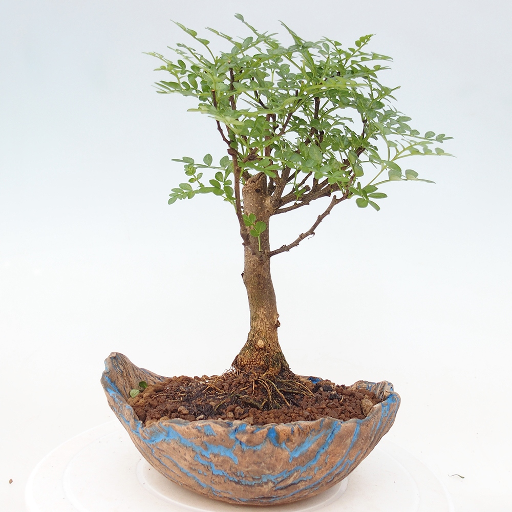 Zimmer Bonsai - Zantoxylum piperitum - Pfefferbaum