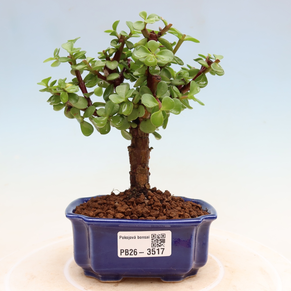 Zimmer Bonsai - Portulakaria Afra - Tlustice