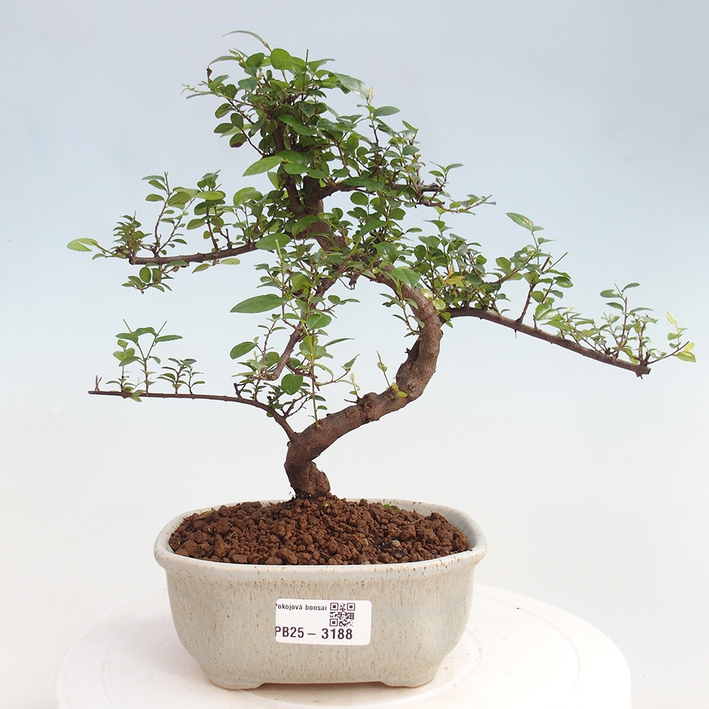 Zimmerbonsai - Sagerécie thea - Sagerécie thea