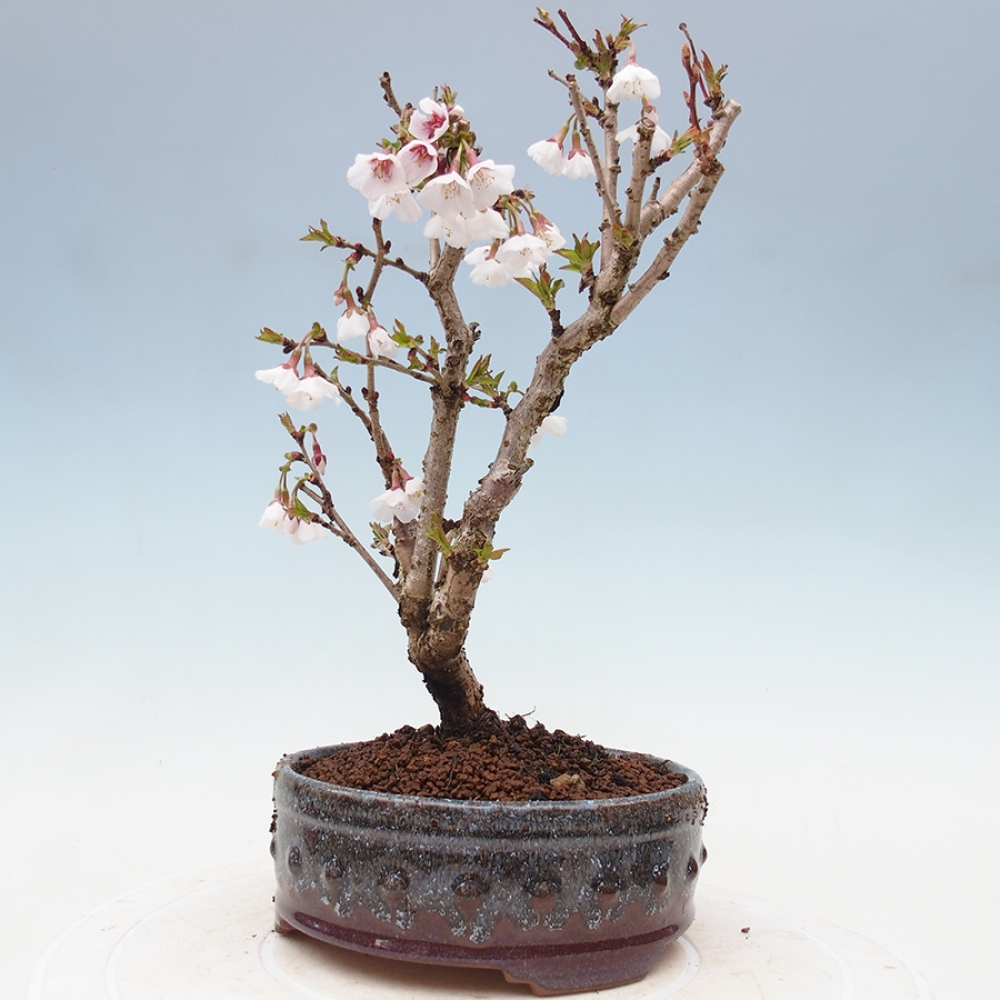 Bonsai im Freien - Prunus incisa Kojou-no mai-Pflaume geschnitten