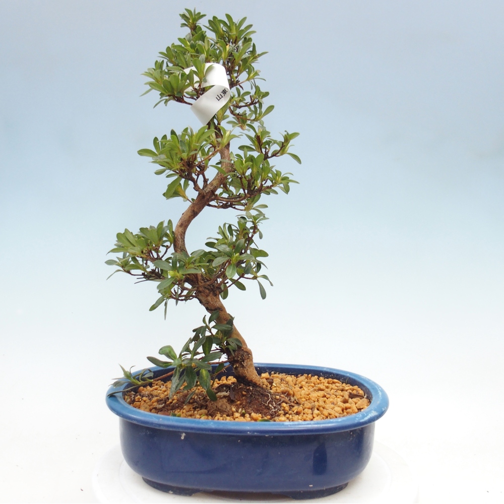 Bonsai für draußen - Japanische Azalee - Azalee Santoka