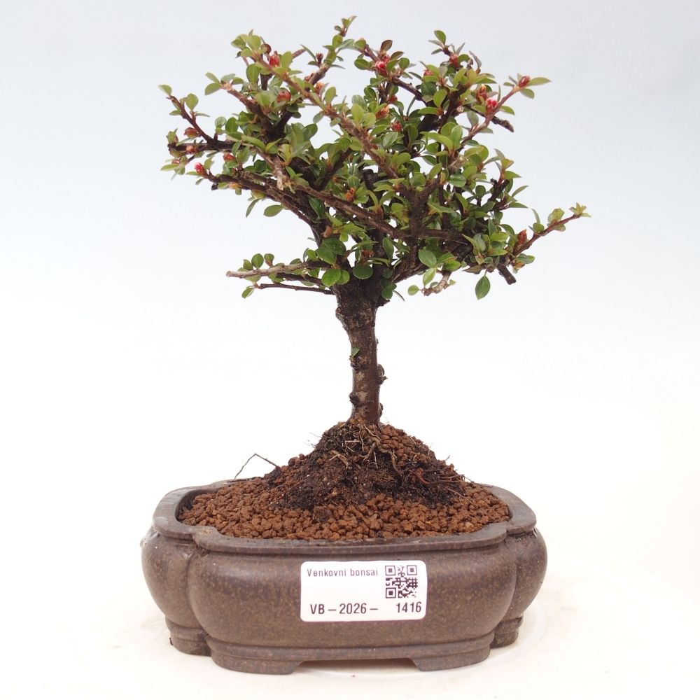 Bonsai für draußen - Cotoneaster horizontalis - Rocky Mountain