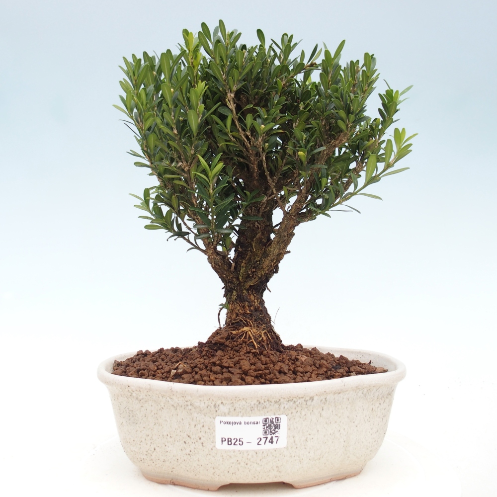 Innenbonsai - Buxus harlandii - Korkbuchsbaum