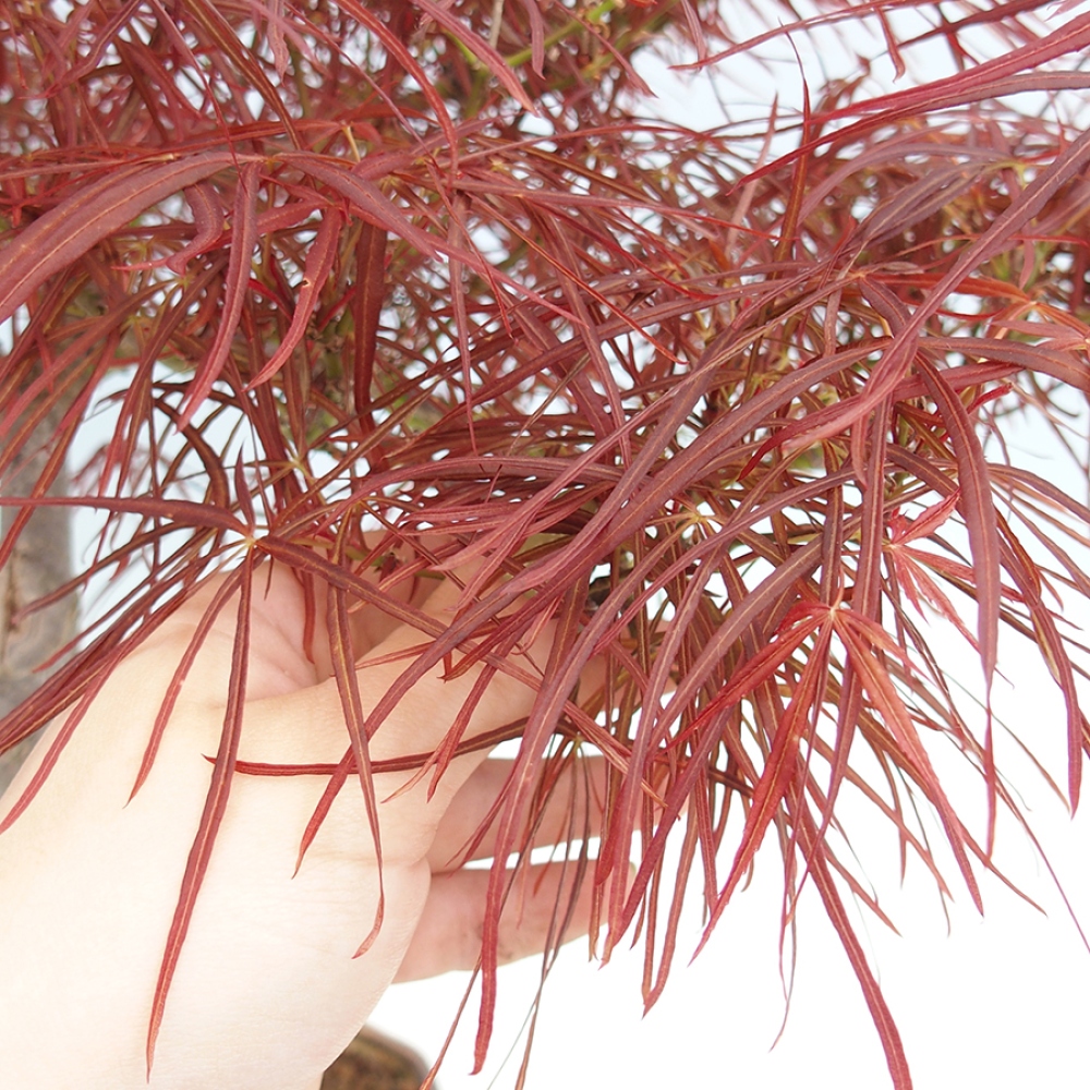 Bonsai im Freien - Acer palmatum RED PYGMY