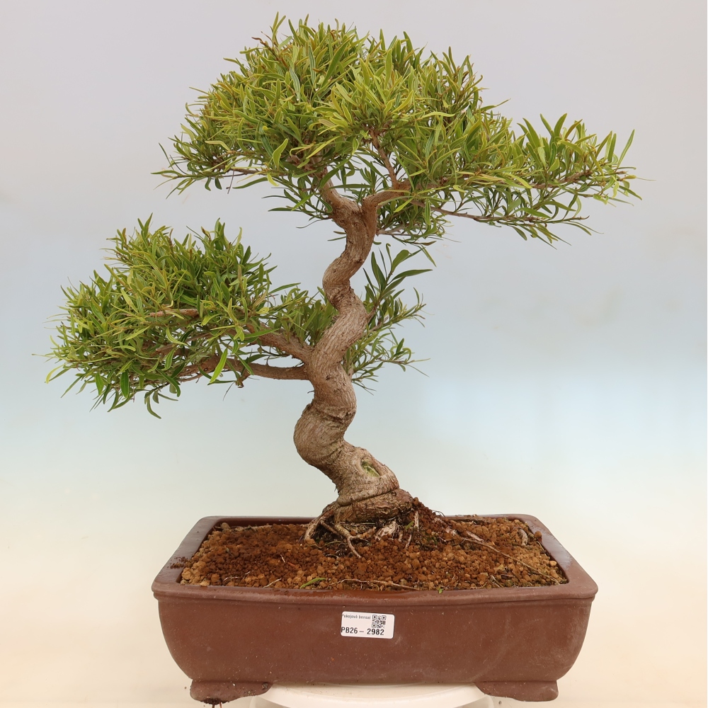 Zimmerbonsai - Ficus nerifolia - Kleinblättriger Ficus