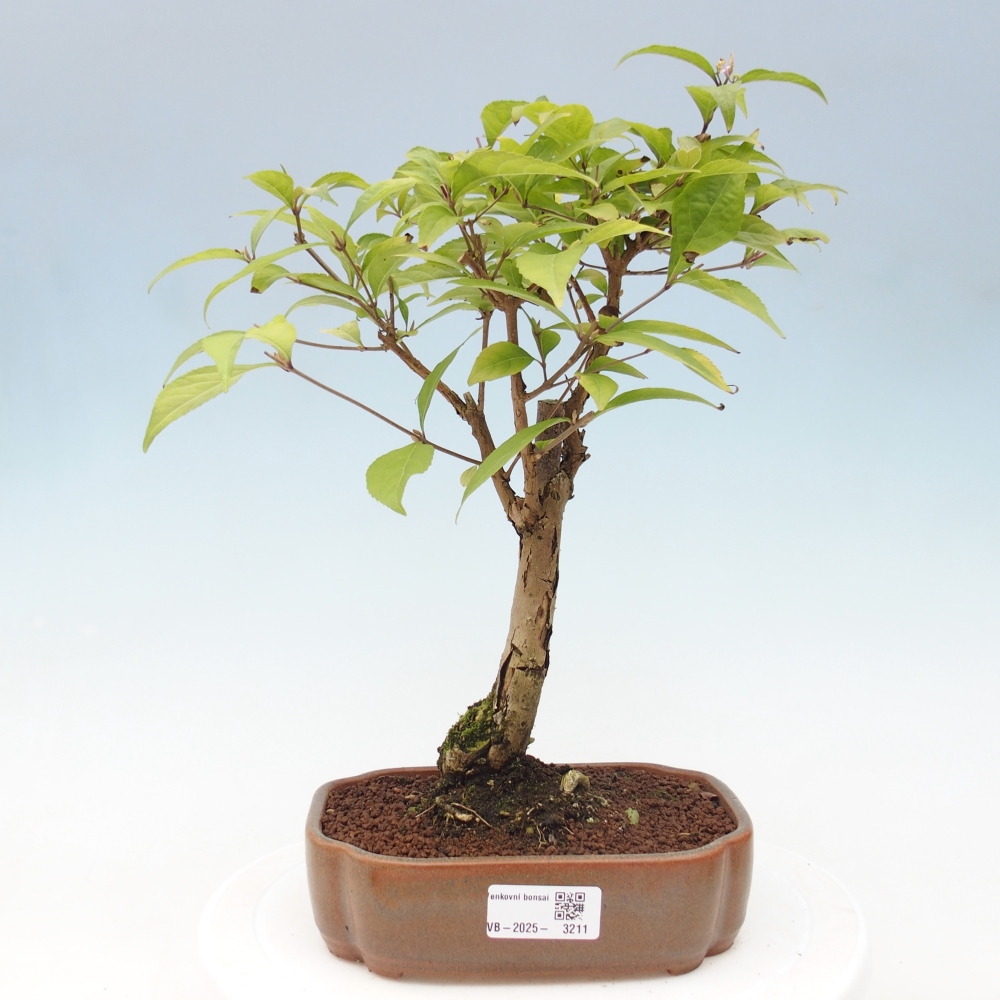 Bonsai im Freien - wunderschöne Pflanze - Callicarpa japonica