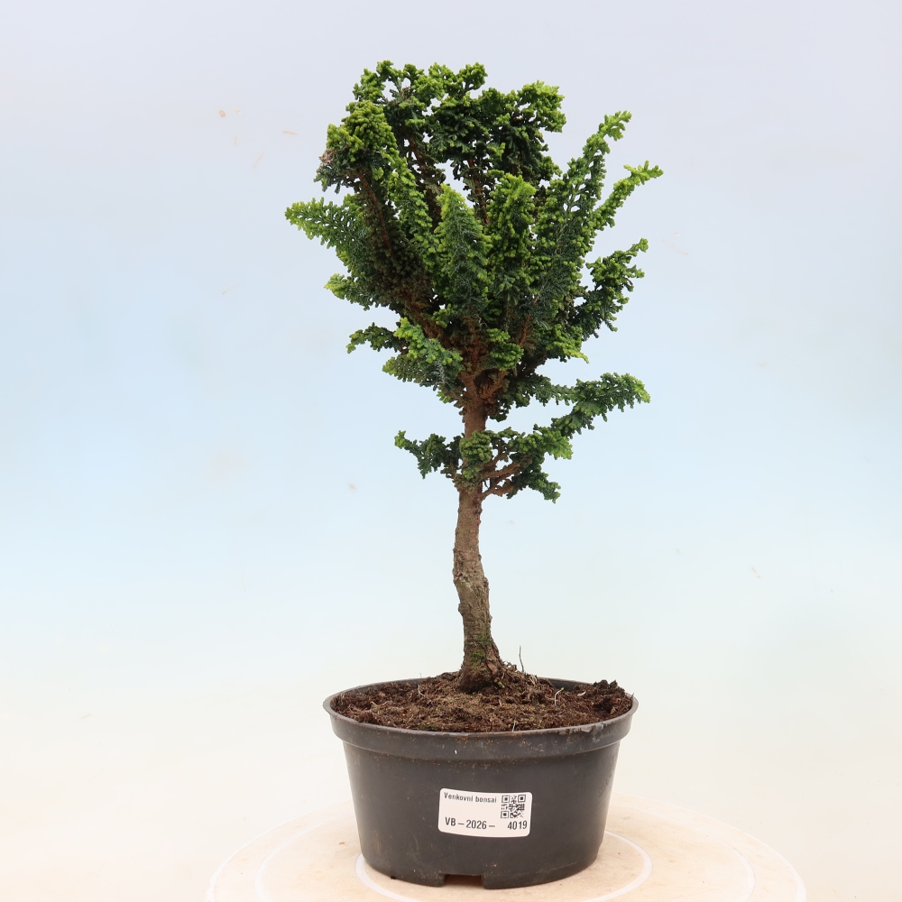 Bonsai für draußen - Cham. obtusa SEKKA HINOKI - Zypresse