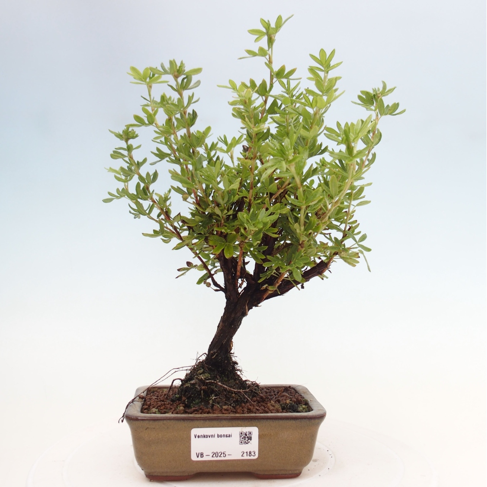 Outdoor-Bonsai-Fingerkraut - Potentila fruticosa gelber Vogel