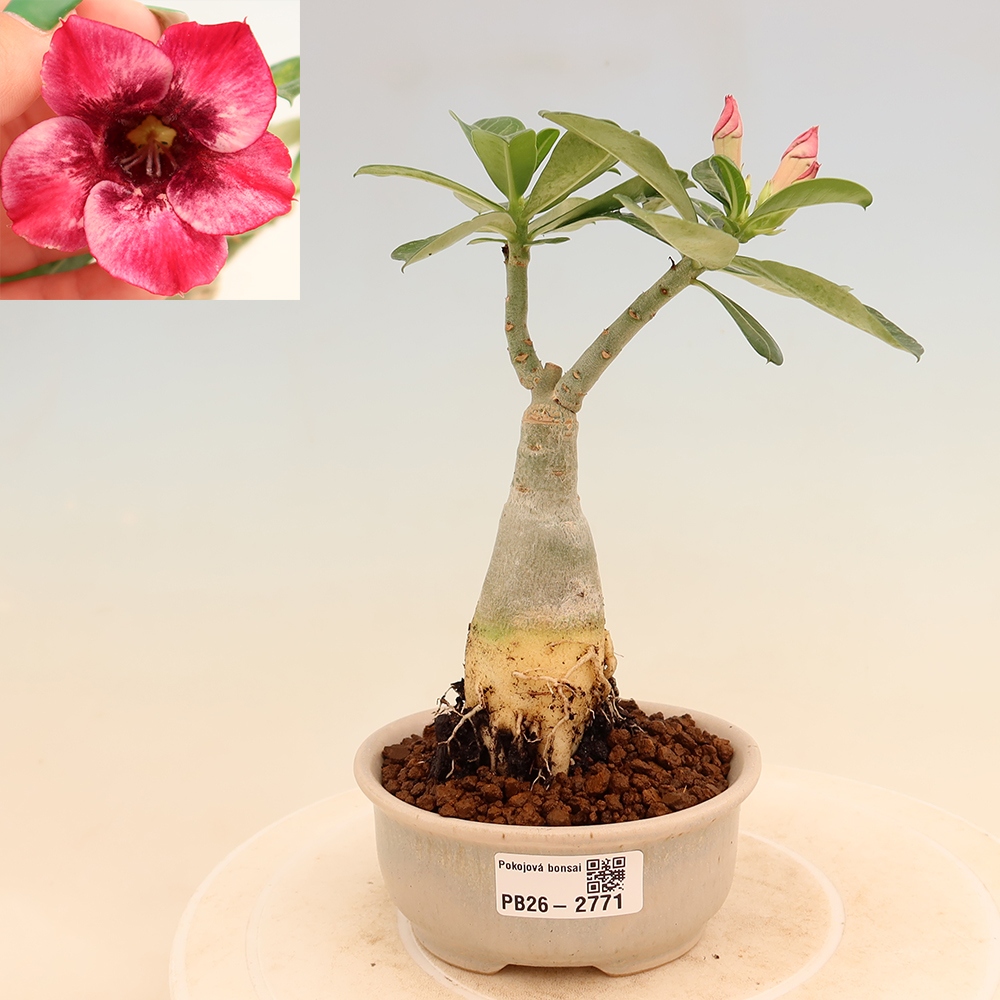 Zimmerbonsai – Adenium obesum, veredelt, Sorte „Mumbai Pink Diamond“ – Wüstenrose