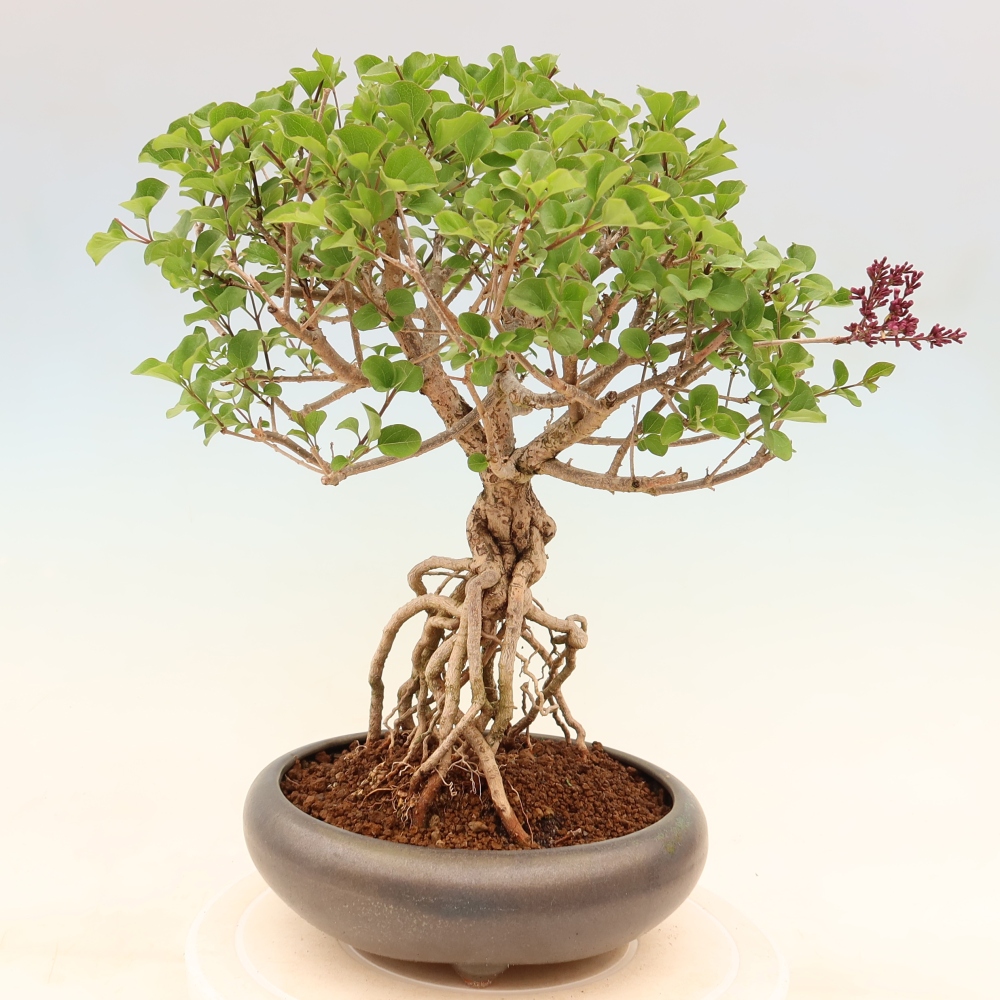 Bonsai für draußen - Syringa microphylla - Kleinblütiger Flieder