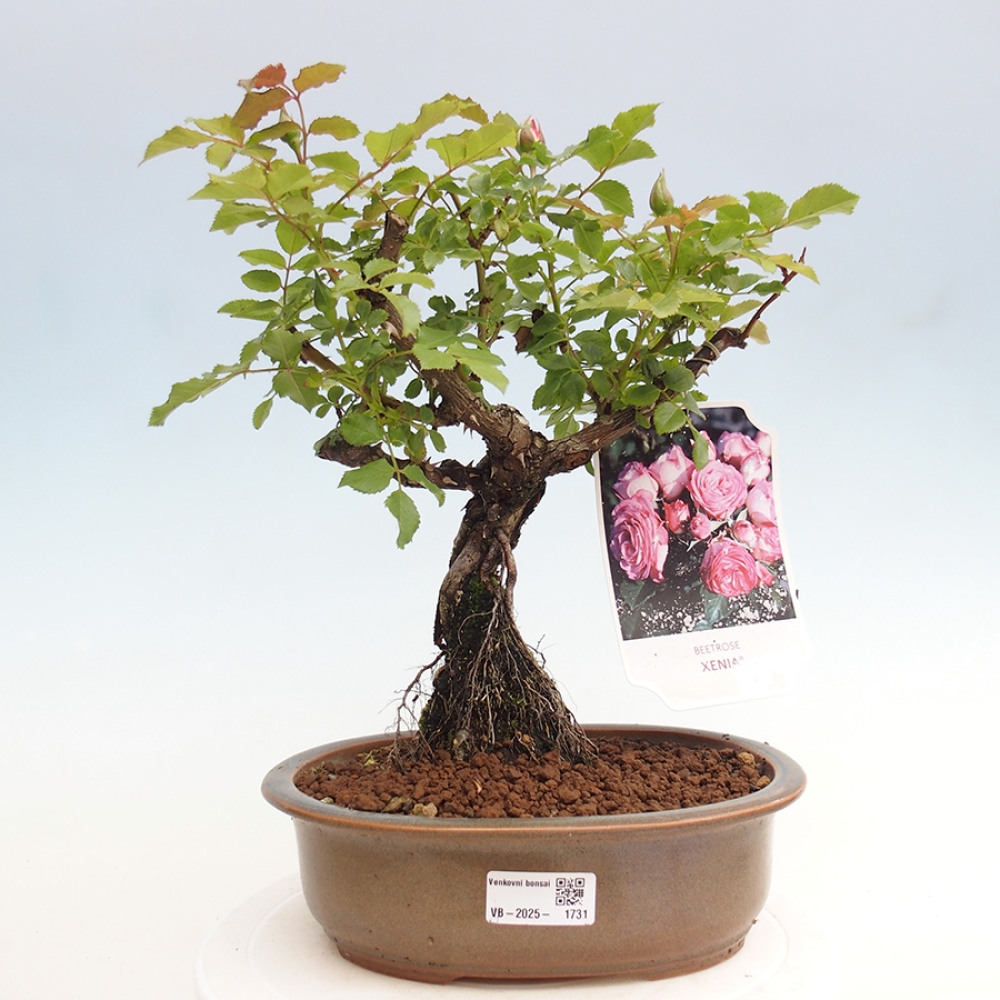 Freilandbonsai - Rosa Kordes -  Rose