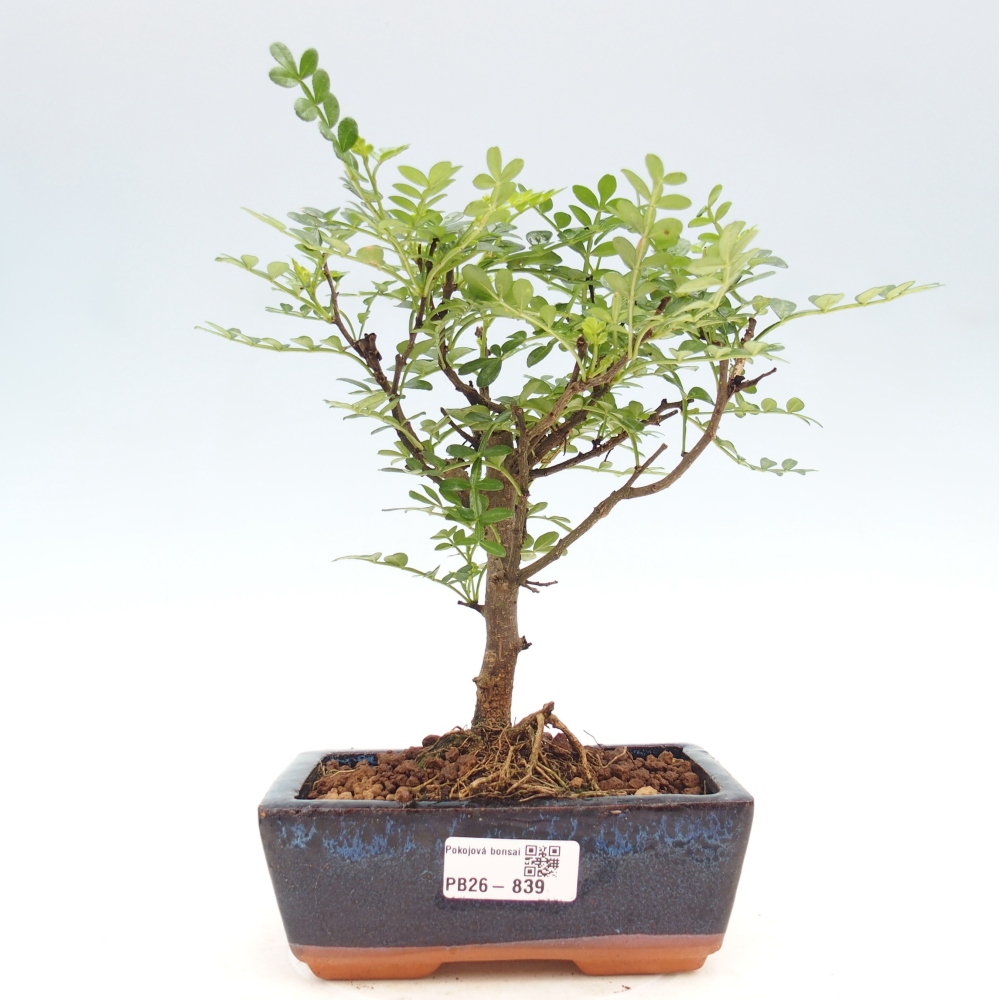 Zimmer Bonsai - Zantoxylum piperitum - Pfefferbaum