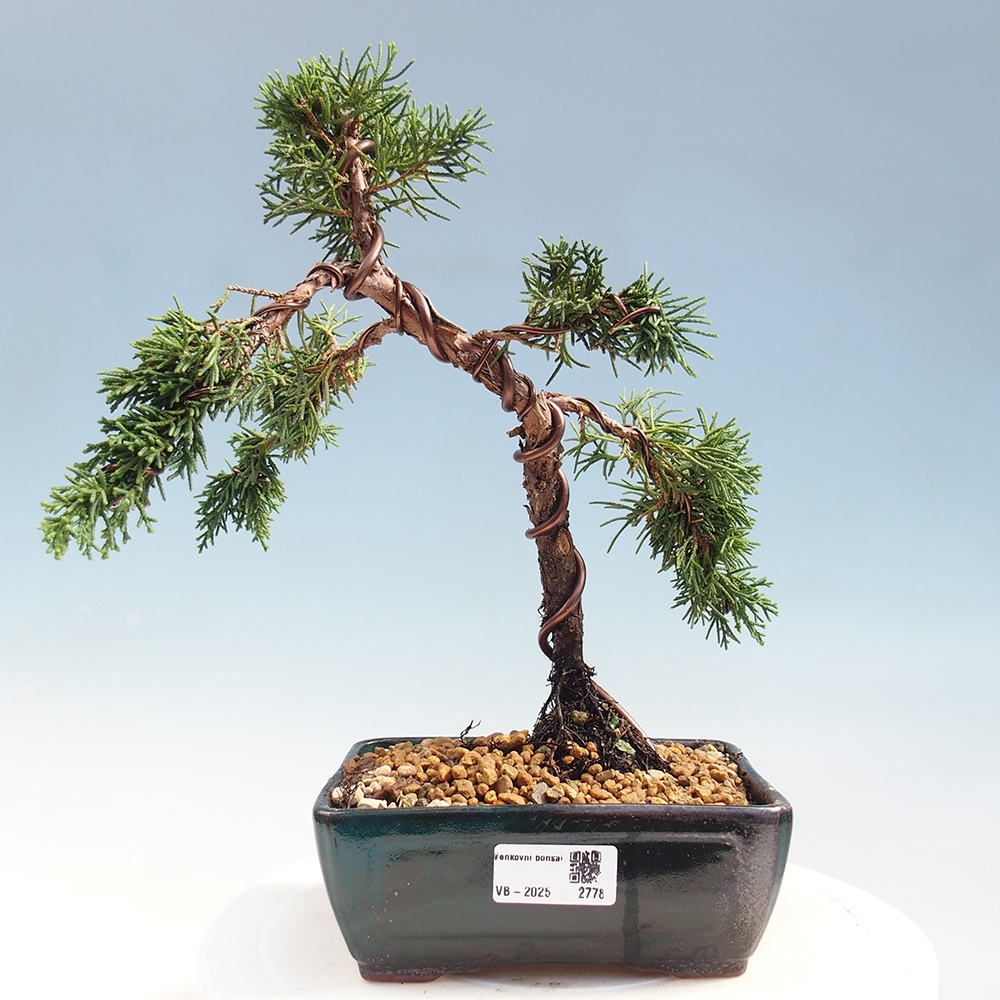 Bonsai im Freien - Juniperus chinensis Kishu - Chinesischer Wacholder