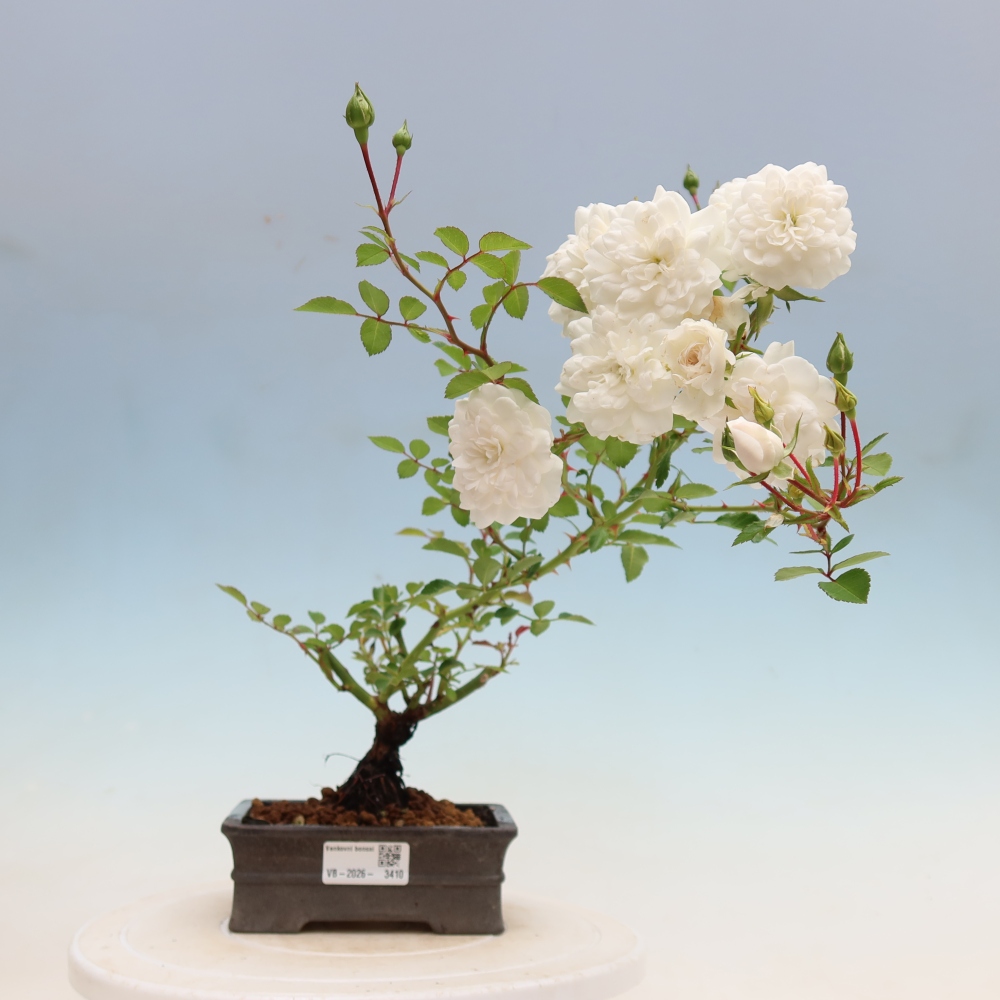 Bonsai für draußen - Rosa Kordes - Rose
