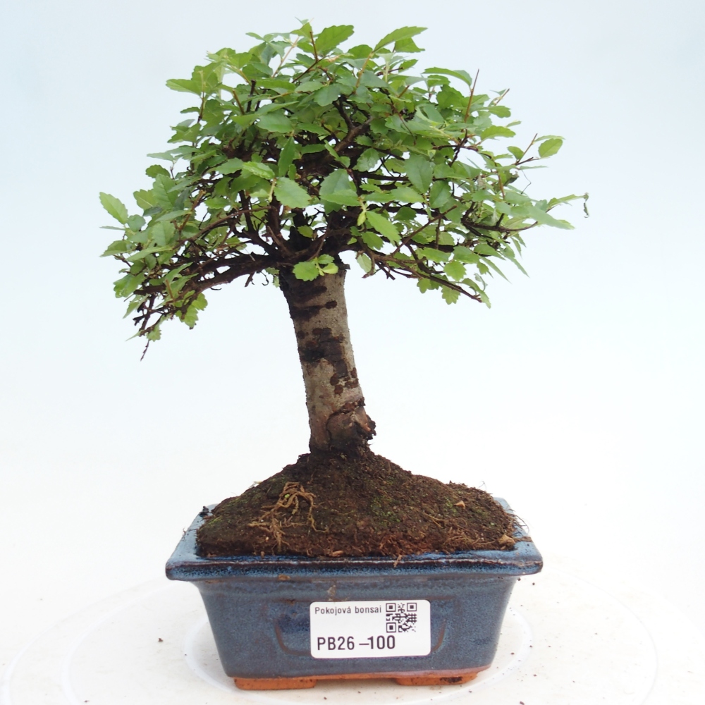 Zimmerbonsai - Ulmus parvifolia - Kleinblättrige Ulme