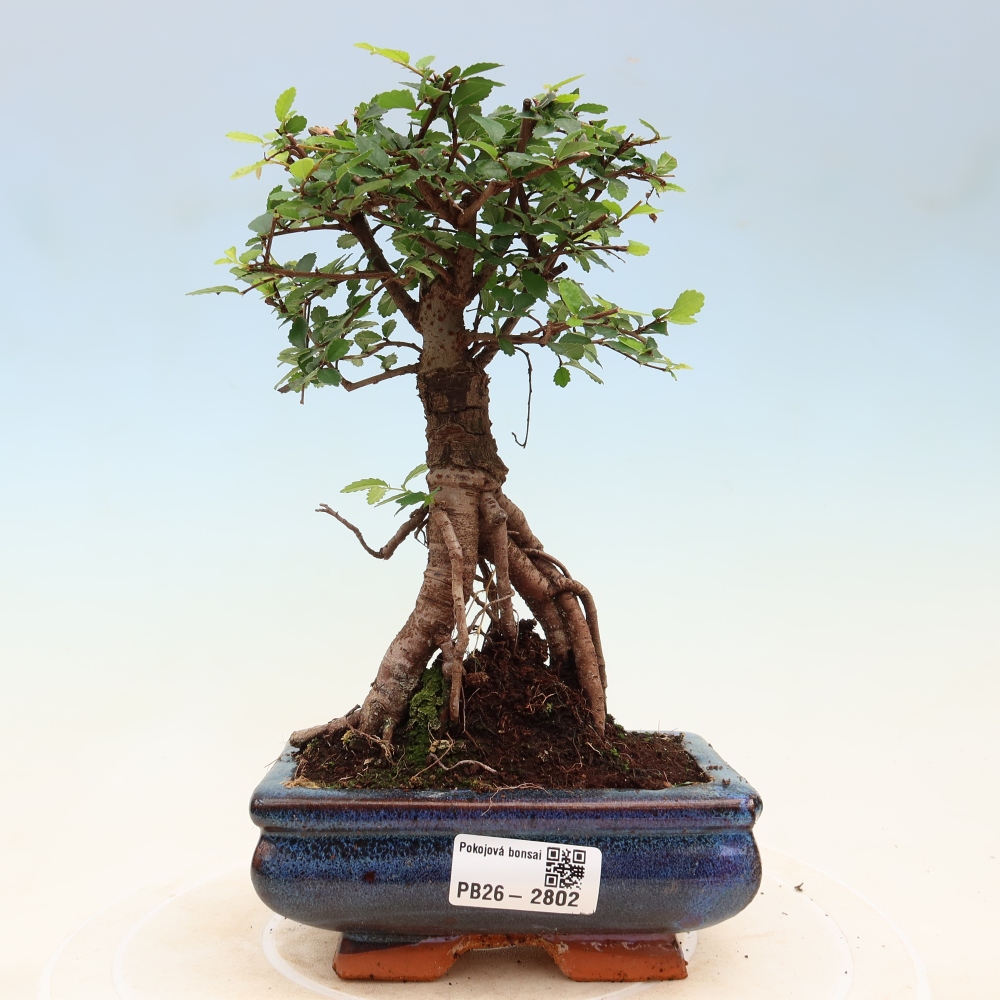 Zimmerbonsai - Ulmus parvifolia - Kleinblättrige Ulme