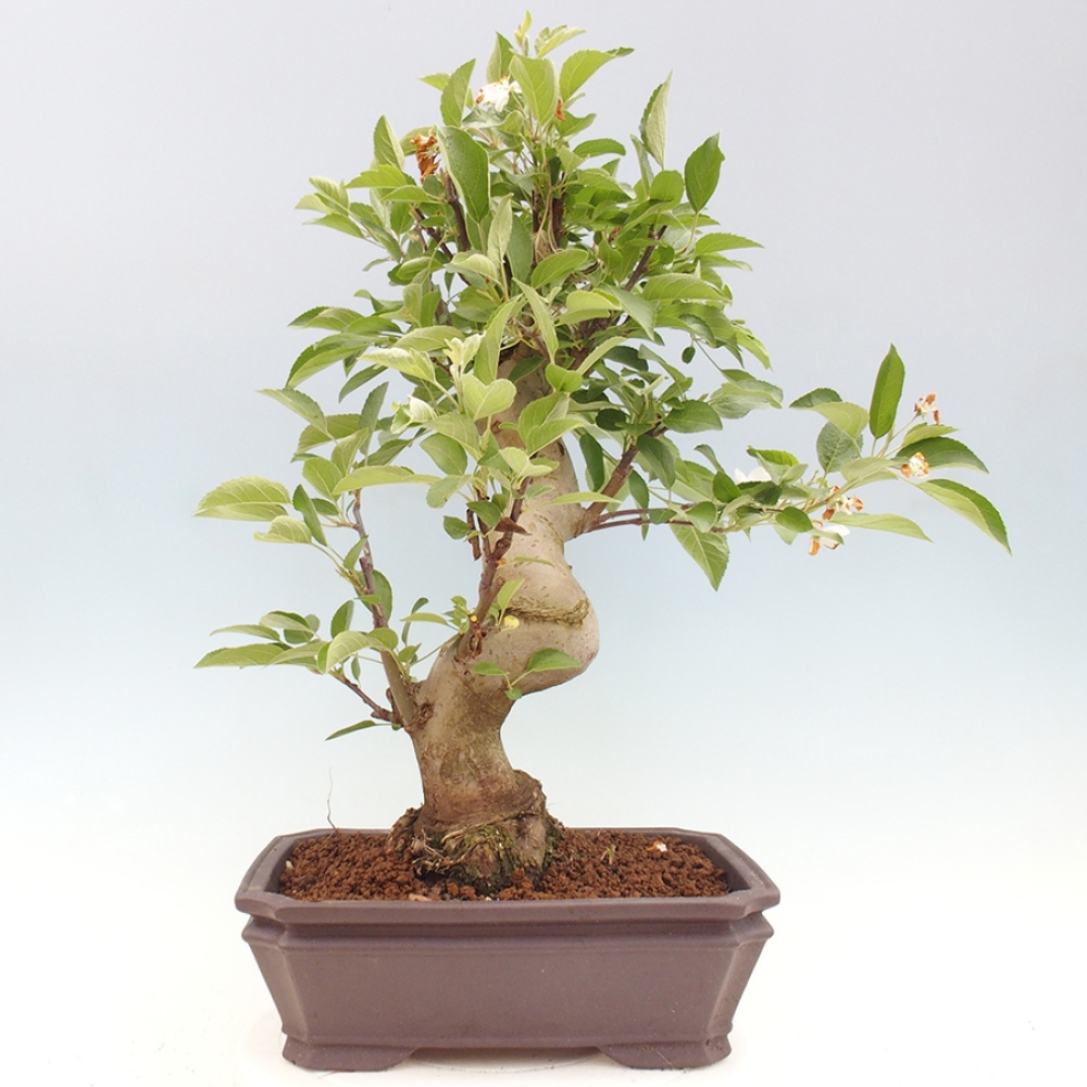 Bonsai im Freien - Malus halliana - Kleinfruchtiger Apfelbaum