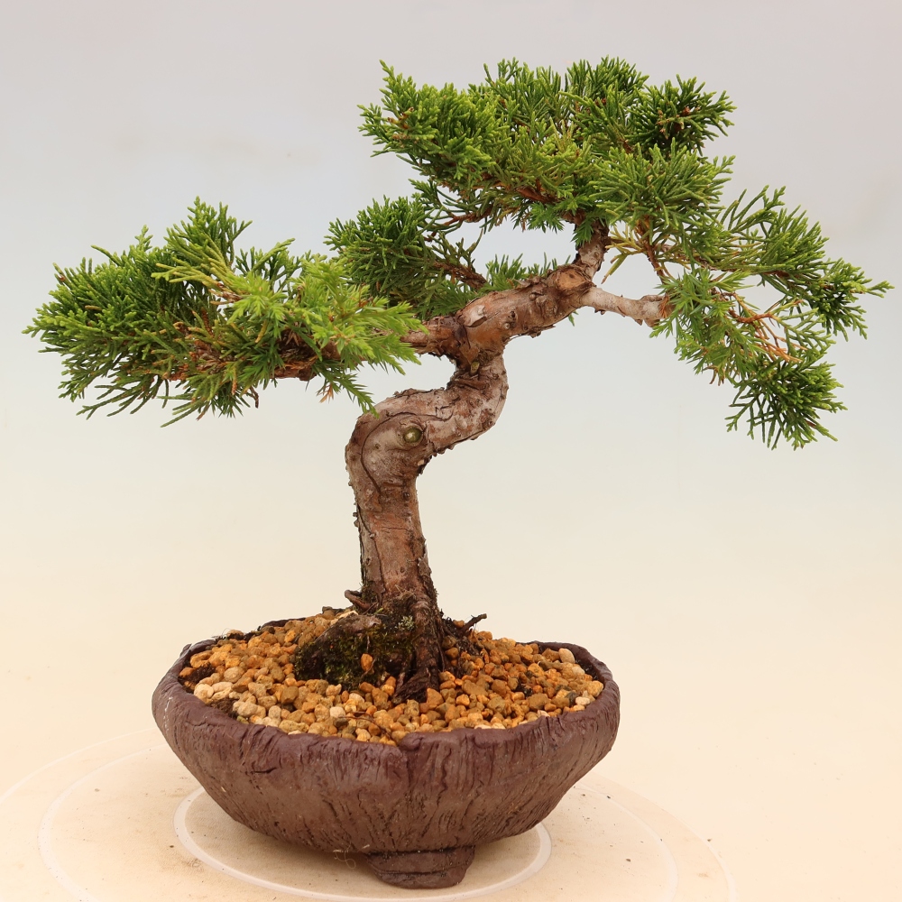 Bonsai für draußen - Juniperus chinensis Itoigawa