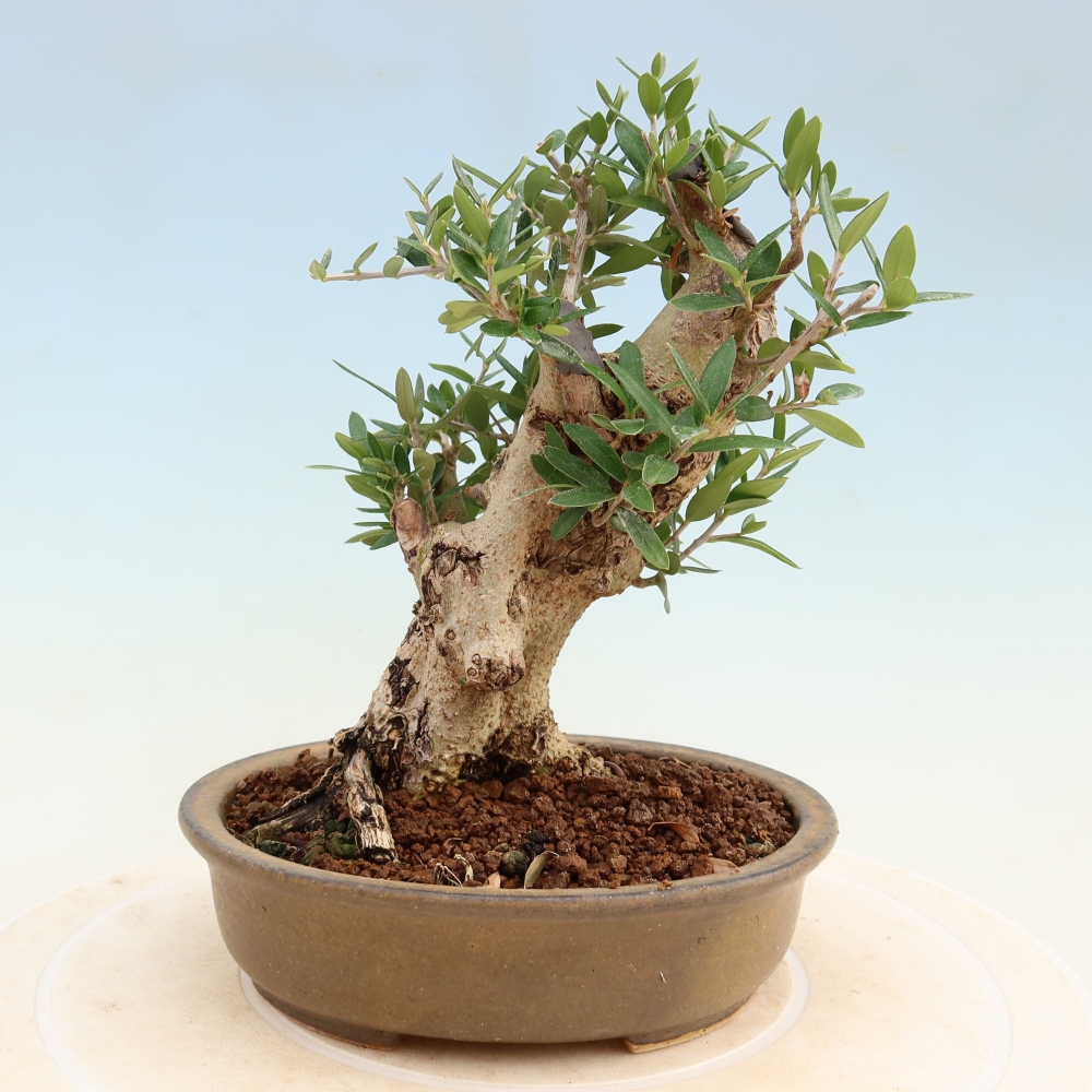 Zimmerbonsai - Olea europaea sylvestris