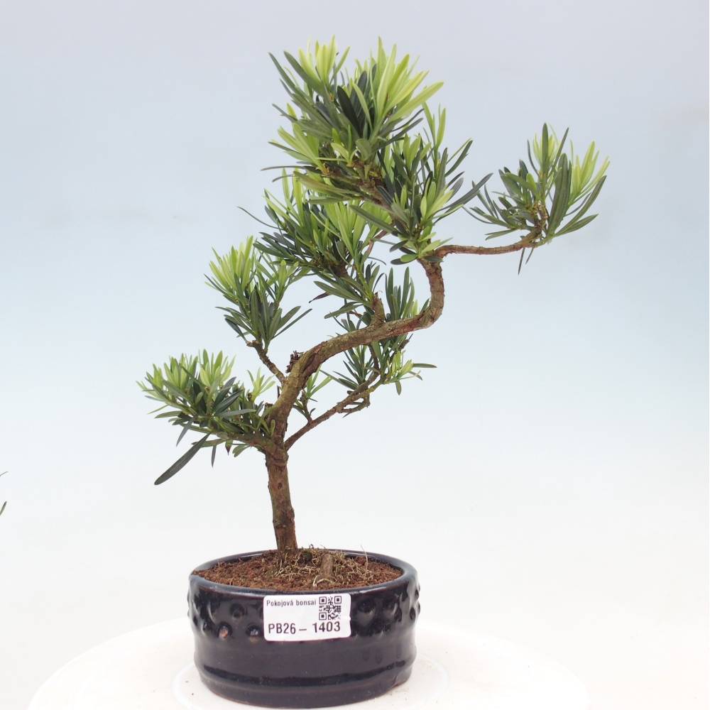 Zimmerbonsai - Podocarpus - Stein-Eibe