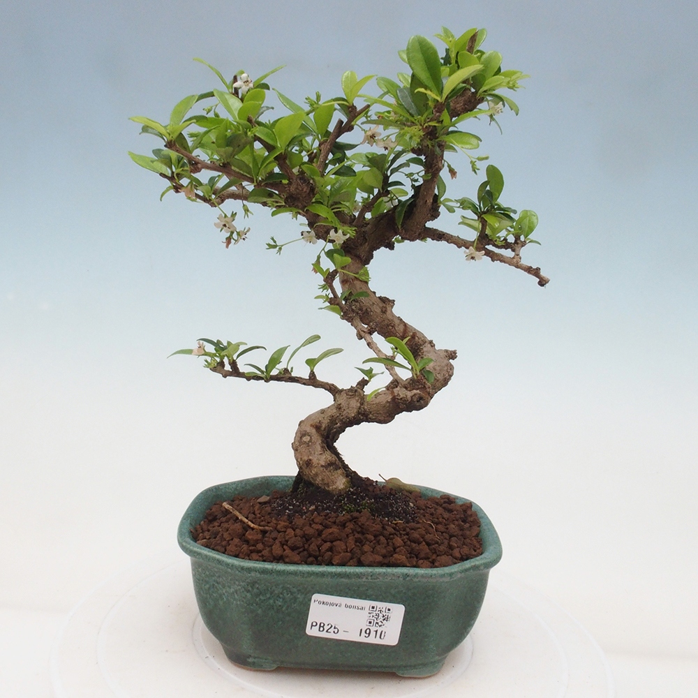 Zimmerbonsai - Carmona Macrophylla - Fuki-Tee