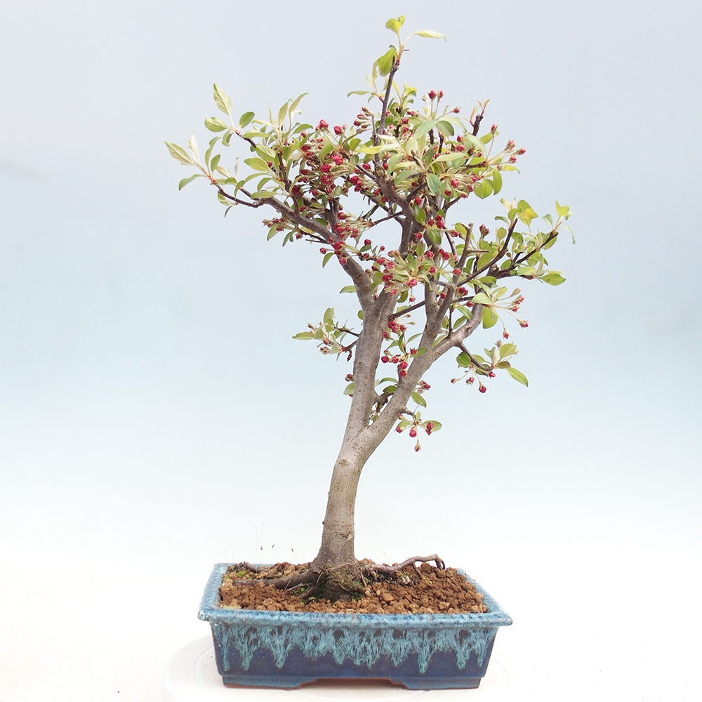 Outdoor-Bonsai -Malus domestica - Kleinfrüchtiger rotblättriger Apfelbaum