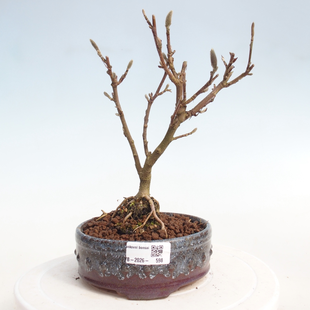 Bonsai für draußen - Magnolia stellata