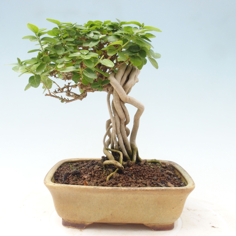 Zimmerbonsai - Premna serratifolia - Kozlovon kleinblättrig