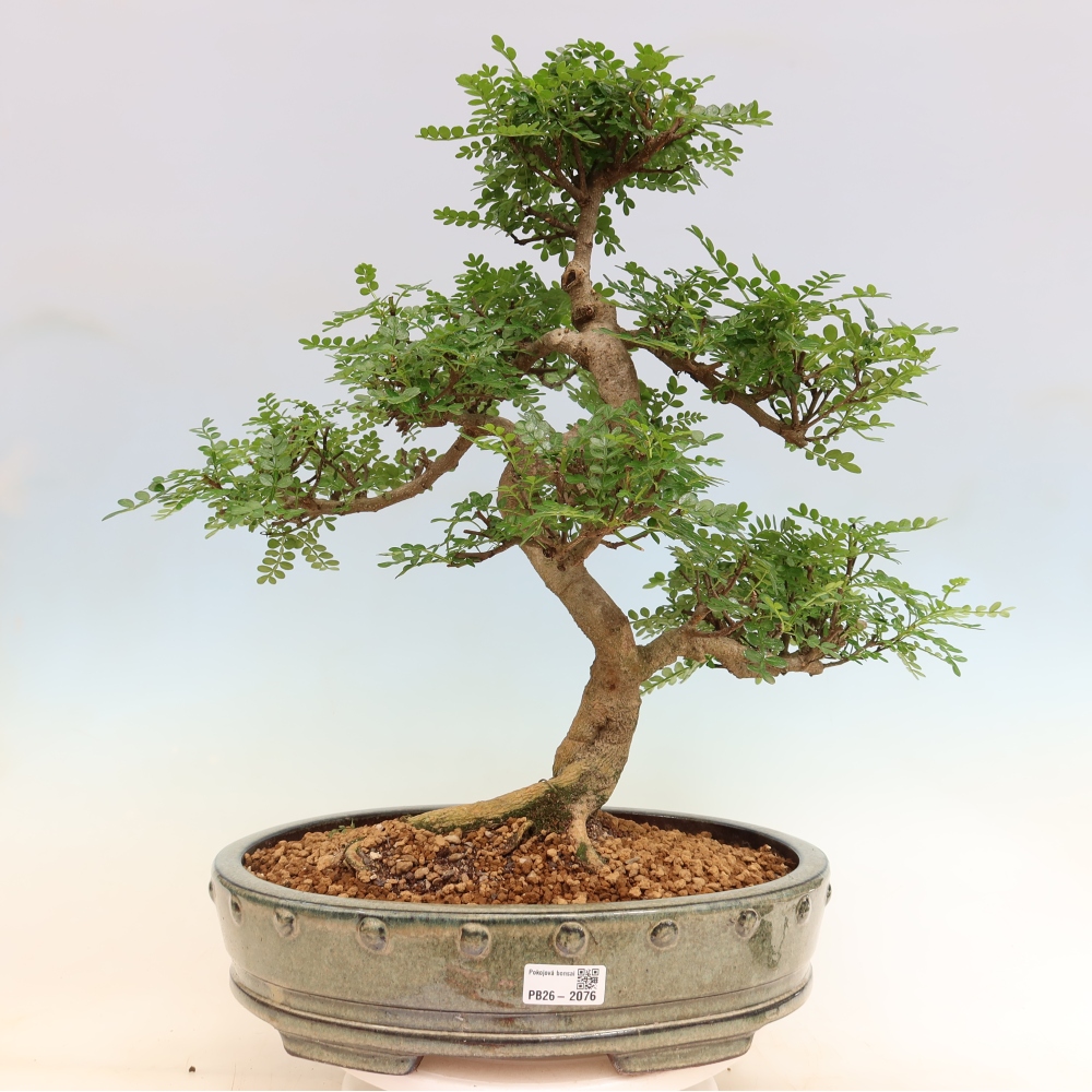 Zimmer Bonsai - Zantoxylum piperitum - Pfefferbaum