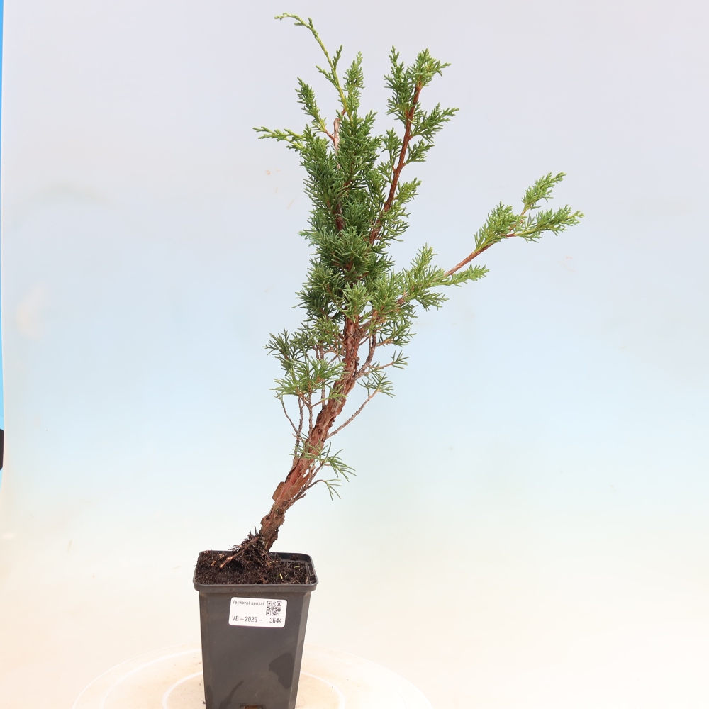 Bonsai für draußen - Juniperus chinensis Kishu