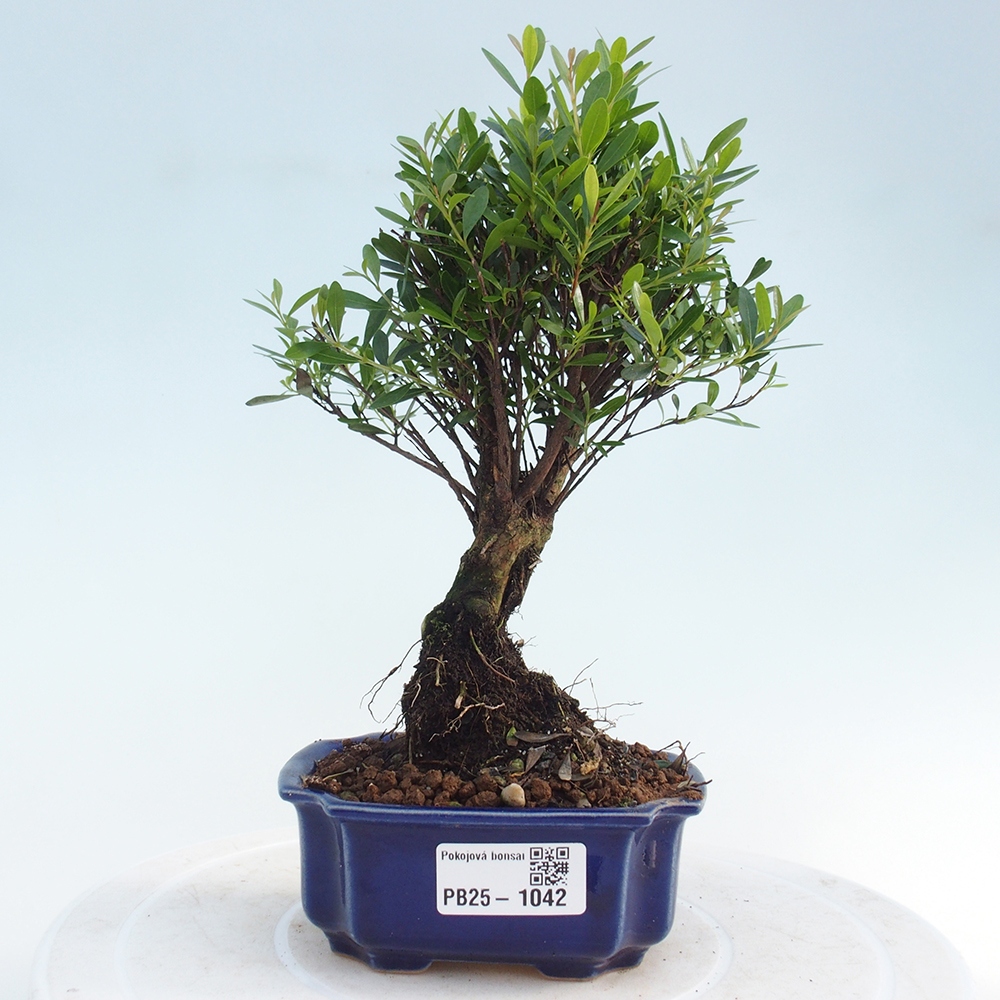 Zimmer Bonsai - Syzygium - Pimentovník