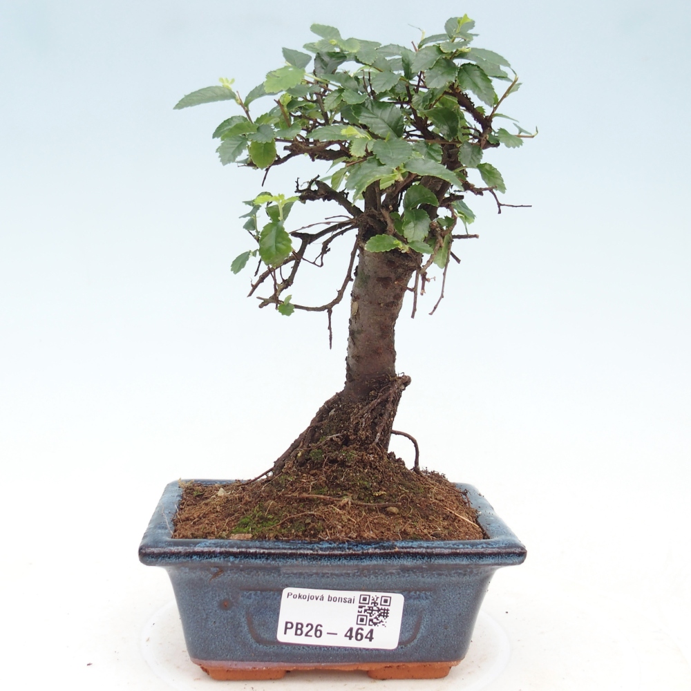 Zimmerbonsai - Ulmus parvifolia - Kleinblättrige Ulme