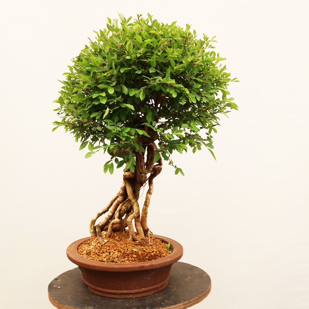 Bonsai im Freien - Zelkova - Zelkova NIRE