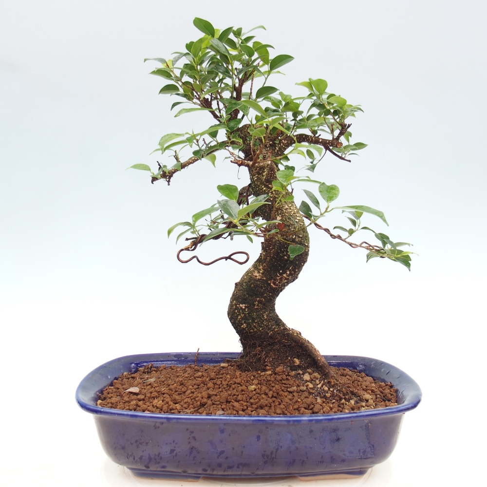 Zimmerbonsai - Ficus kimmen - Kleinblättriger Ficus