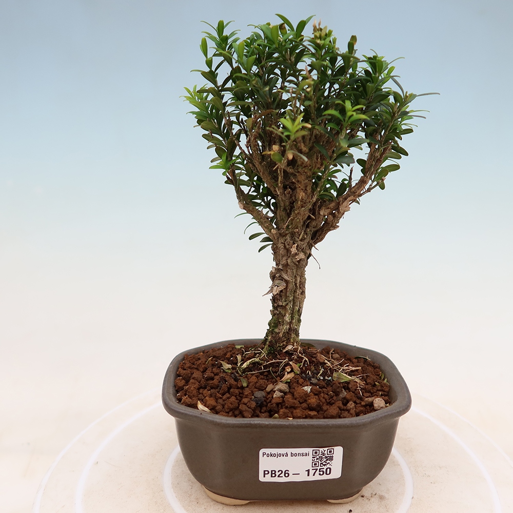 Zimmer Bonsai - Buxus harlandii - Korkbuxus