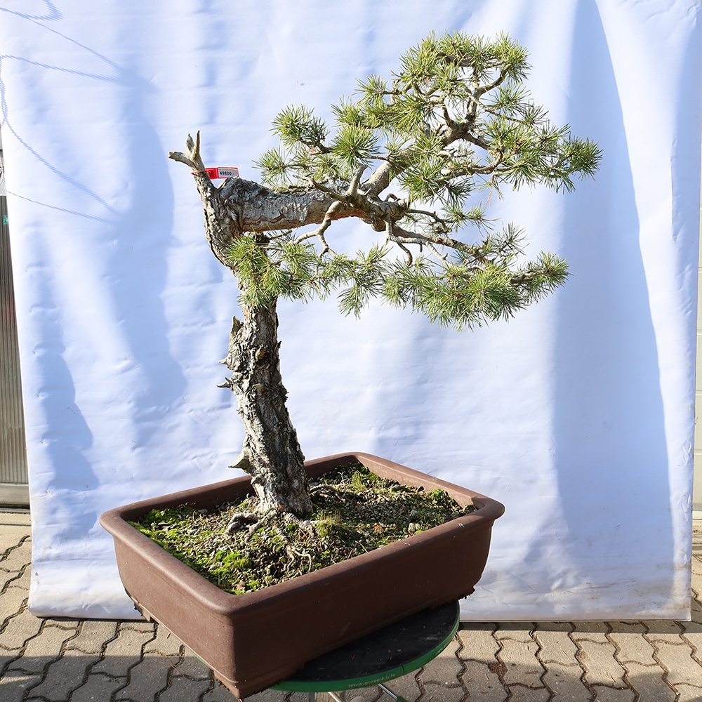 Pinus sylvestris Spanien – Waldkiefer