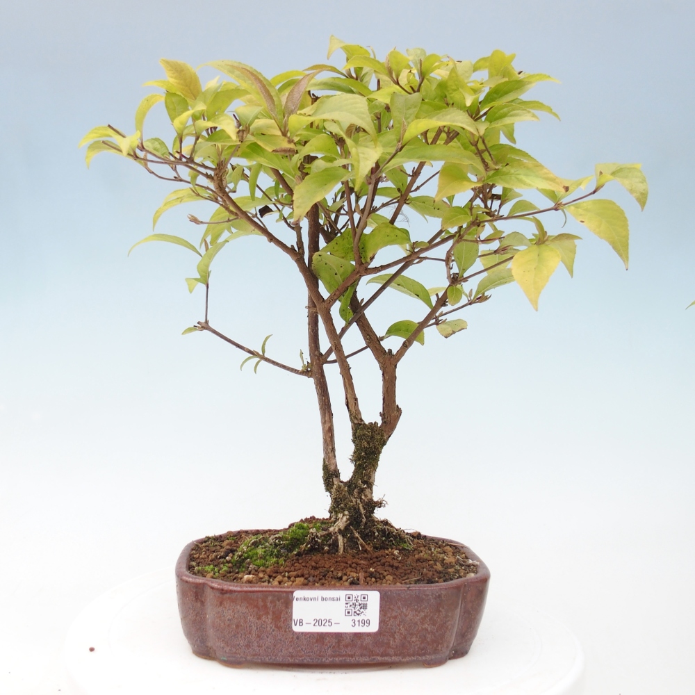 Bonsai im Freien - wunderschöne Pflanze - Callicarpa japonica