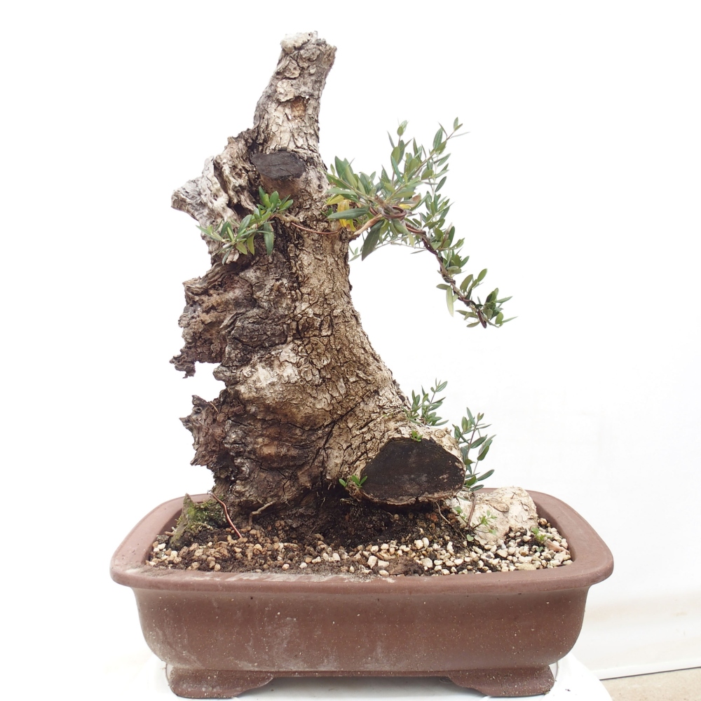 Indoor-Bonsai - Olea europaea sylvestris - Europäisches kleinblättriges Olivenöl