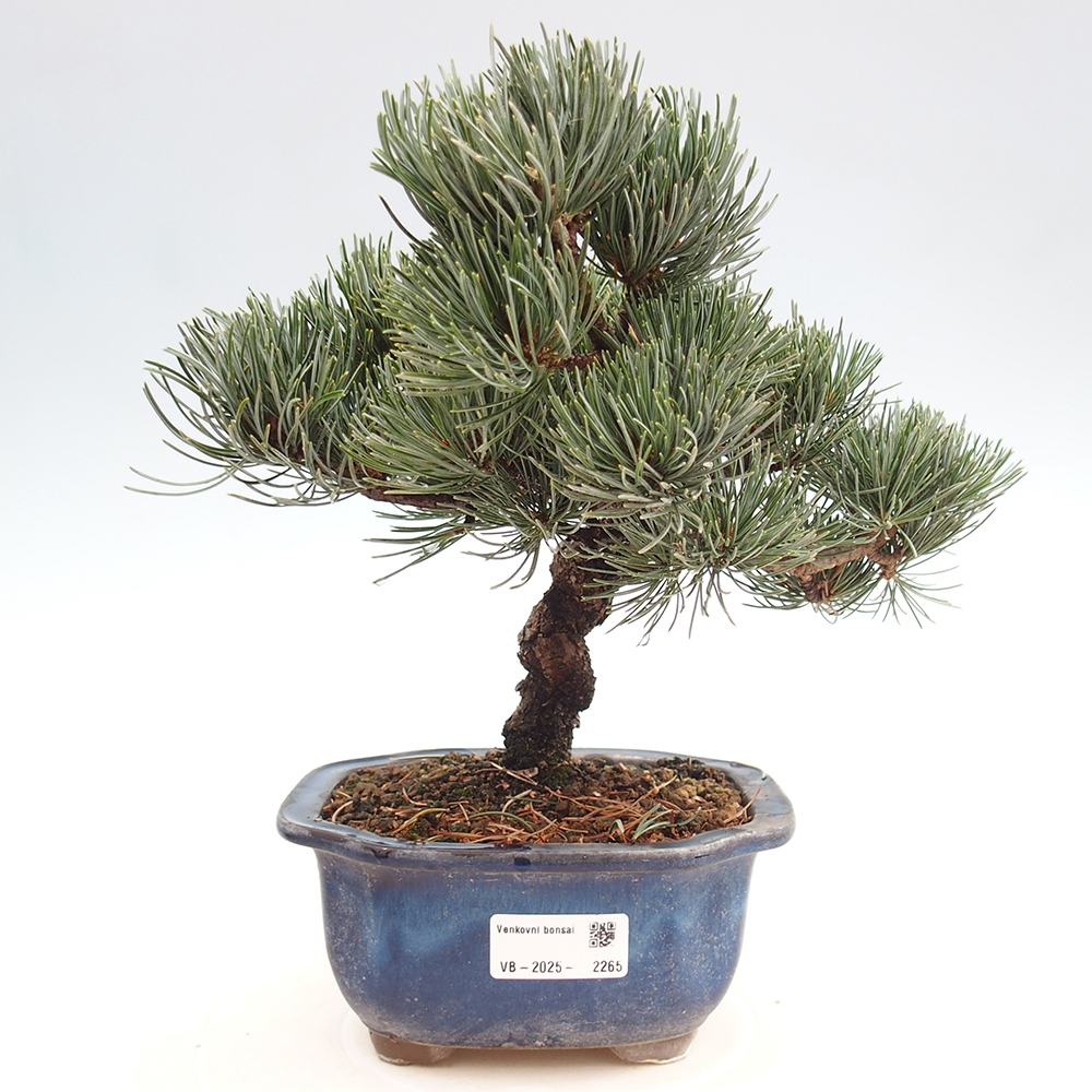 Bonsai im Freien - Pinus parviflora - kleine Kiefer