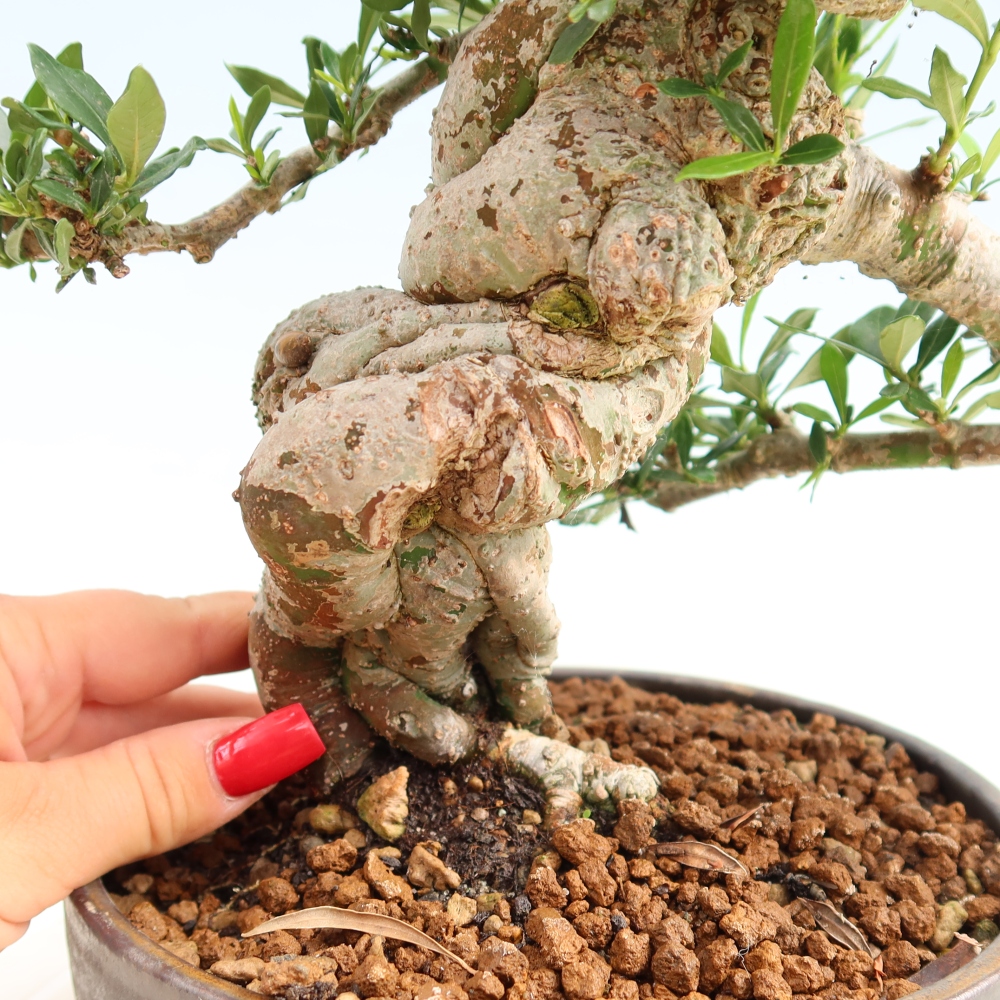 Zimmer Bonsai - Gardenia jasminoides-Gardenia