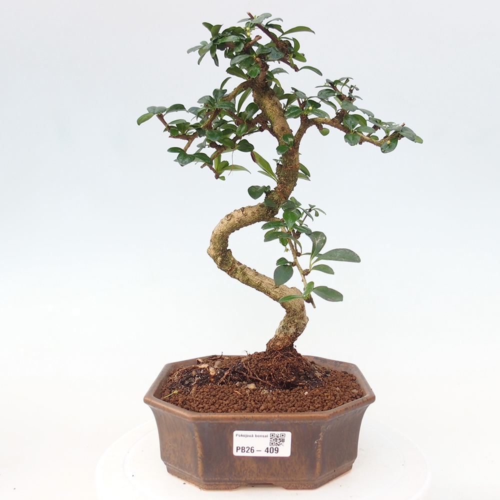 Zimmer-Bonsai - Carmona macrophylla - Tee-Fuki