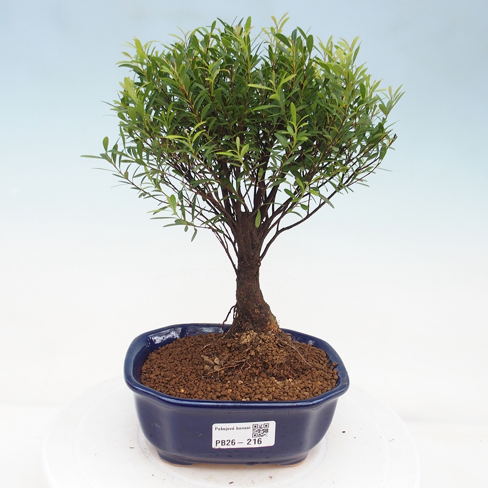 Zimmer Bonsai - Syzygium - Piment