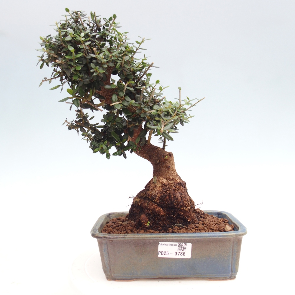 Zimmerbonsai - Olea europaea sylvestris