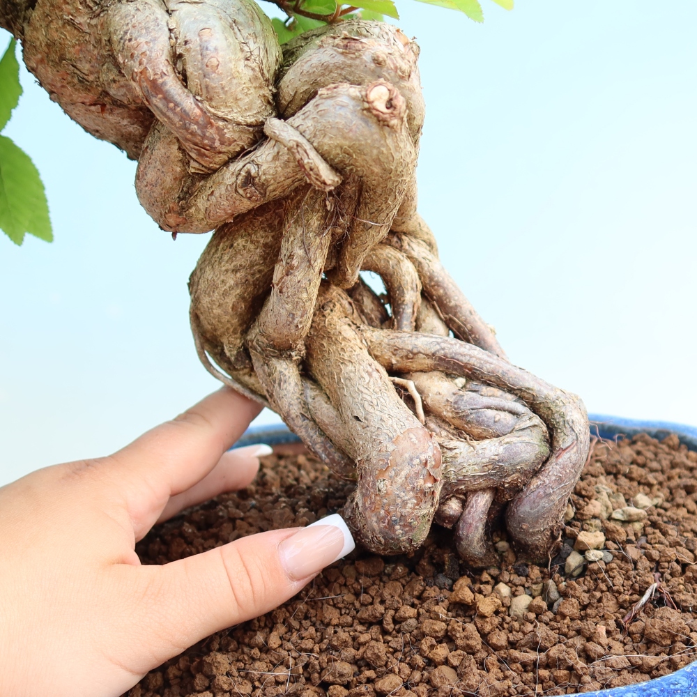 Bonsai für draußen - Karpinus Coreana - Koreanische Hainbuche