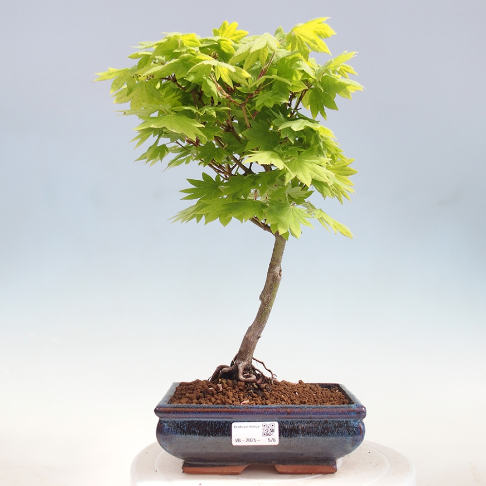 Bonsai im Freien - Ahorn palmatum katsura GISAN - Ahorn palmat