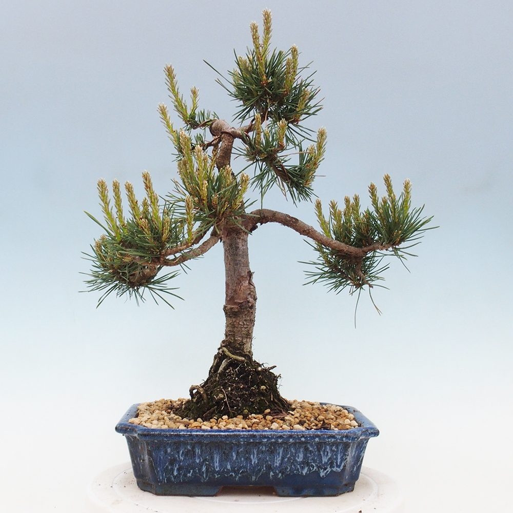 Bonsai im Freien - Pinus Sylvestris - Waldkiefer