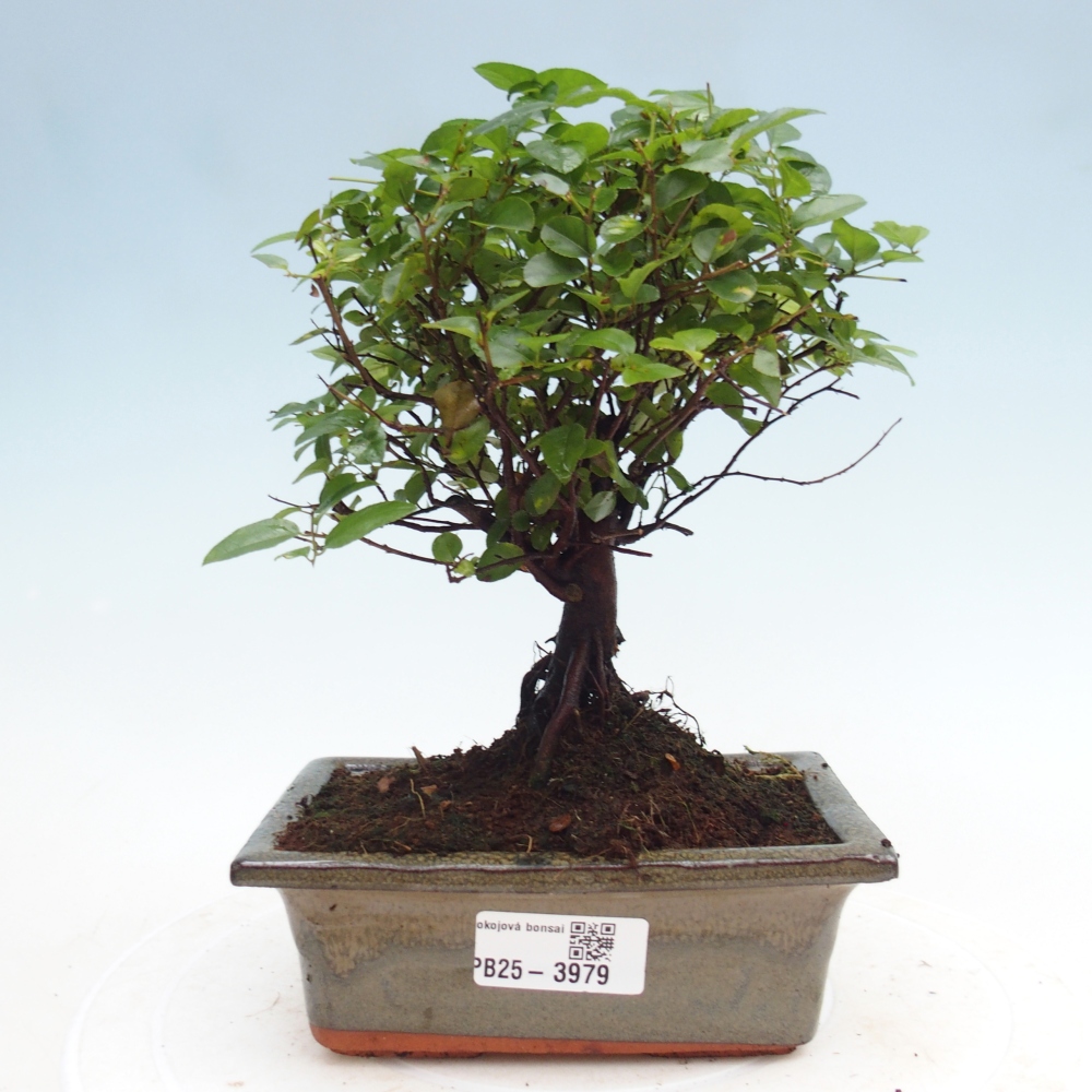 Zimmer Bonsai - Sageretia thea - Sageretia thea