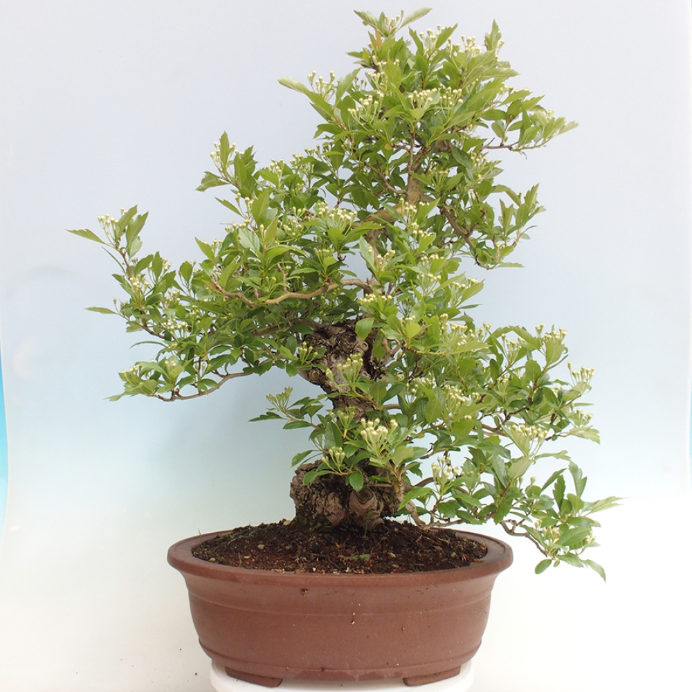 Bonsai im Freien - Weißdorn - Crataegus cuneata
