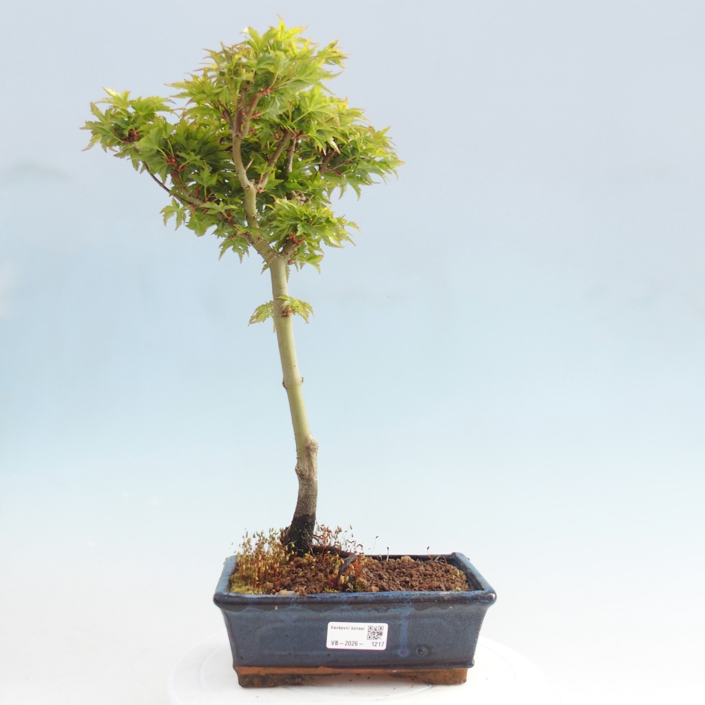 Bonsai für draußen -Javor-Palme Acer palmatum Shishigashira