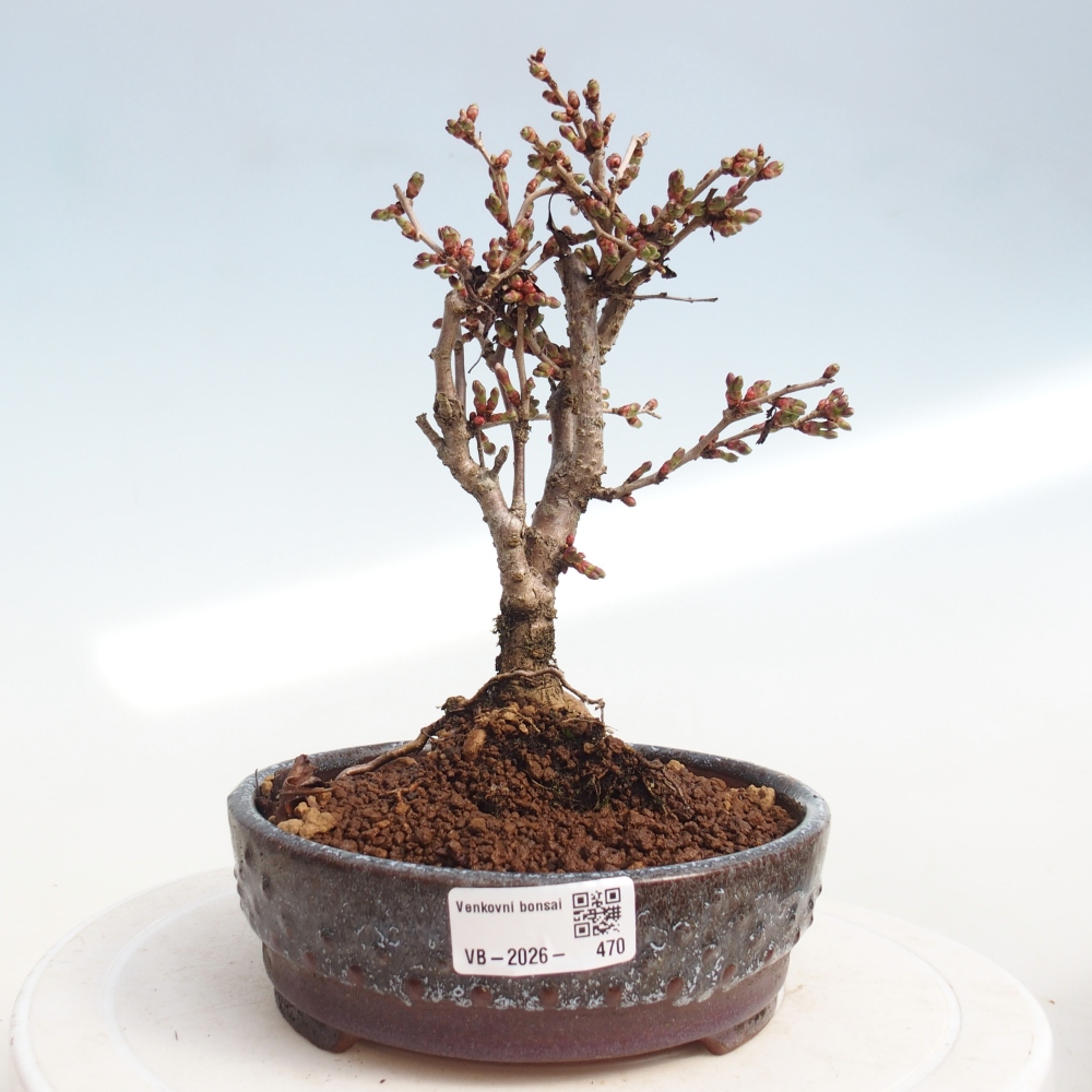 Bonsai für draußen - Prunus incisa Kojou-no mai-Plivon ausgeschnitten